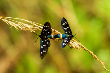 Weißfleck Widderchen