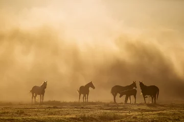 Abwaschbare Fototapete Pferde Landschaft von Wildpferden, die bei Sonnenuntergang mit Staub im Hintergrund laufen.