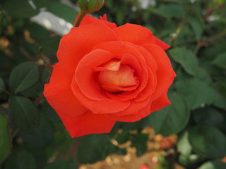 生田バラ園　5月開演期