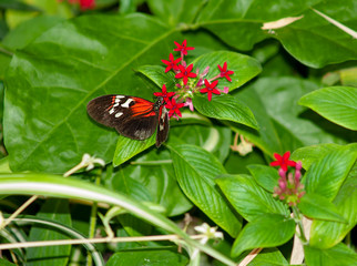 Heliconius