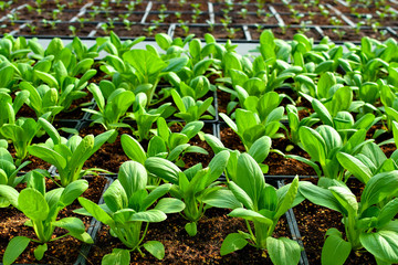 Organic soil farming