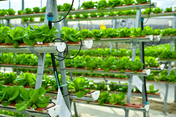 Hydroponic vertical farming systems