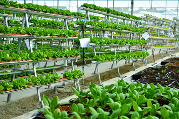 Hydroponic vertical farming systems