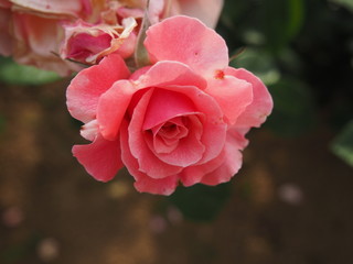 生田バラ園　5月開演期