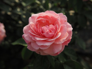 生田バラ園　5月開演期