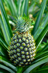Fototapeta premium Pineapple plant and fruit