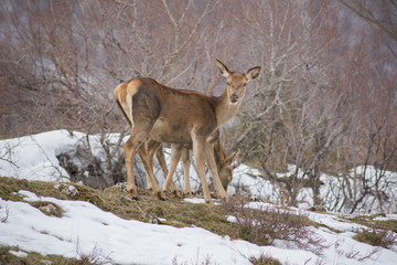 Fototapeta premium abruzzo