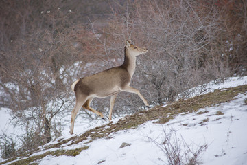 abruzzo