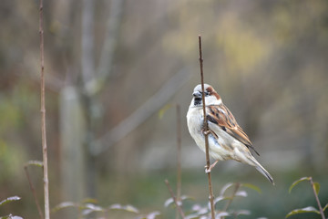 Kleiner Spatz