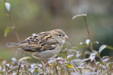 Kleiner Spatz