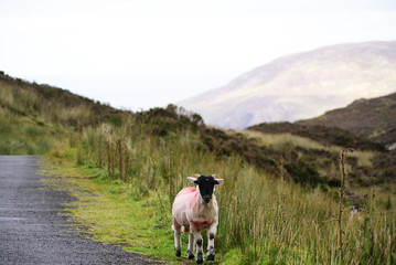 Schaf - Irland Landschaft Nordküste