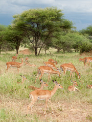 Famiglia di Impala, Tanzania