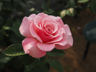 生田バラ園　5月開演期