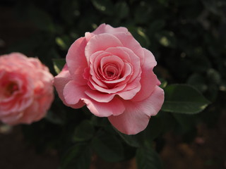 生田バラ園　5月開演期