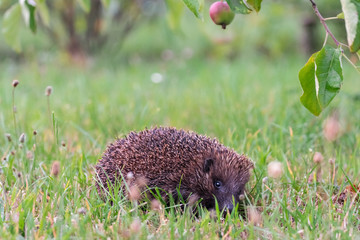 Hedgehog sitting in grass and looking straight