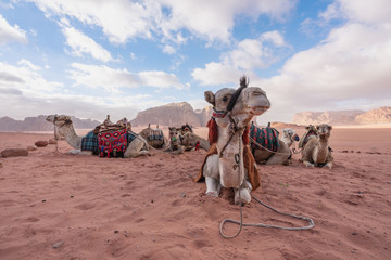 Wadi Rum desert landscape in Jordan with camels chilling in the morning