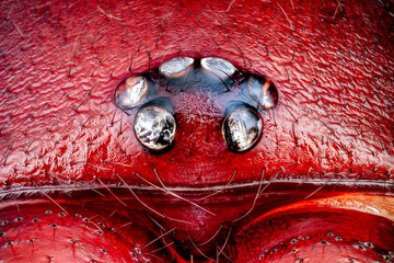 Extreme macro of a Woodlouse Hunter male spider head and eyes (Dysdera crocata) magnified 10 times....