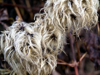 Beautifully pubescent seeds of some faded flower