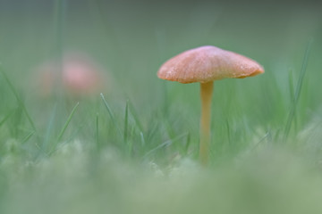 Mushroom in grass
