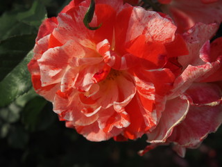 生田バラ園　5月開演期