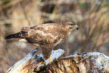 Mäusebussard im Winter an einem Waldrand aus einem Tarnzelt heraus aufgenommen