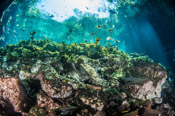 Scuba diving at the Cenote Nicte Ha in Mexico