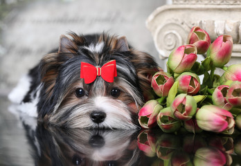 beaver of a Yorkshire terrier