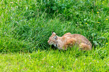 lince