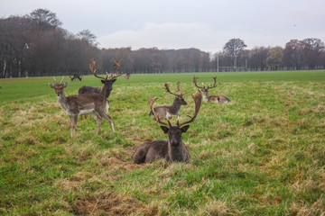 deer