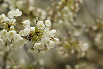 うば桜（Faded beauty）