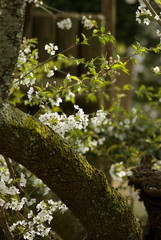 うば桜（Faded beauty）