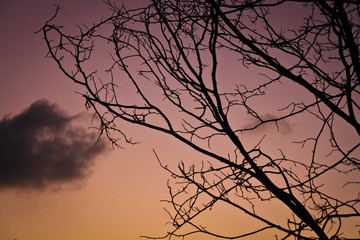 silhouette of a tree