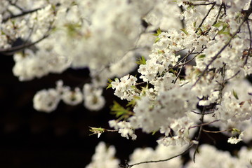 うば桜（Faded beauty）