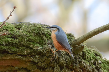 Nuthatch in tree