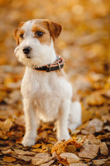 Jack Russell dog on background of autumn forest in park for walk
