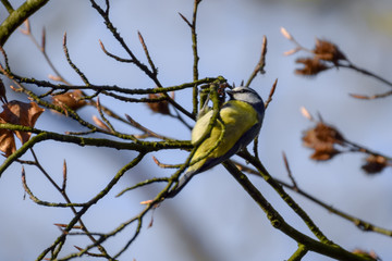 Blue tit on branch close-up