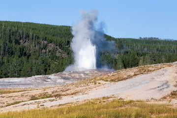Eruption of Old Faithful geyser at Yellowstone national park,white steam,blue sky. WY.USA