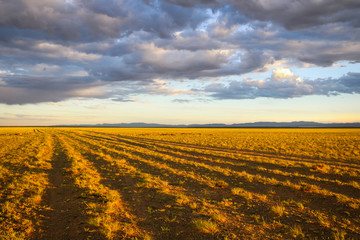 Far reaching empty land with dramatic cloudy sky at sunset in Gobi Desert (Gobi Desert, Mongolia, Asia)