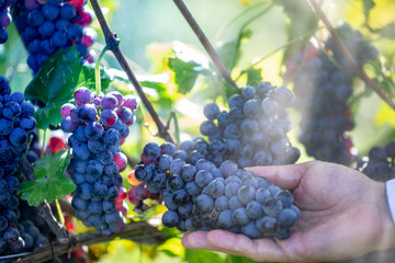 Farmer with his red grapes during autumn crop