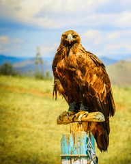 Mongolian eagle eady for eagle hunt (Mongolia, Asia)