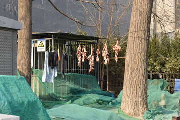 clothesline with meat and pieces of laundry in a garden in Beijing in China, Asia