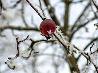 Raureif-Stacheln im Garten