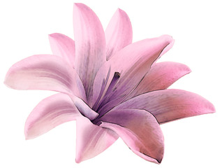 Watercolor lily pink flower.  isolated  with clipping path on a white background.  for design. Closeup. Nature.