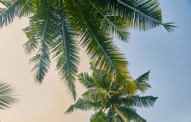 Obraz na płótnie Canvas the tops of the trees. palm trees looking up at the sky. close up. Sri lanka