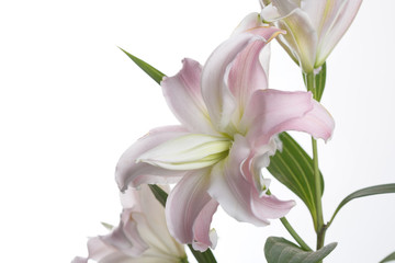 Fototapeta na wymiar Bouquet of gently pink lily flowers isolated on white background.