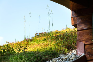 Extensive green living sod roof covered with vegetation mostly tasteless stonecrop seen, sunny summer day