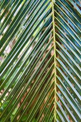 green leaves palm trees. close up. Sri lanka