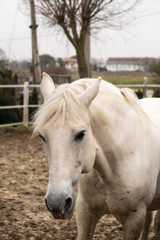 Obraz premium Two horses, one white and one black, playing, eating and having fun together. Horses of different colors in the wild.