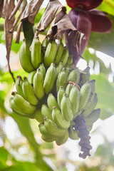 green unripe mini bananas on the branch. Sri lanka
