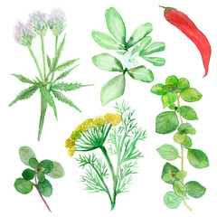 Watercolor drawing of spicy plants and fruits. Herbs-seasonings and spices: fenugreek, Basil, marjoram, dill, fennel, red chili pepper pod.